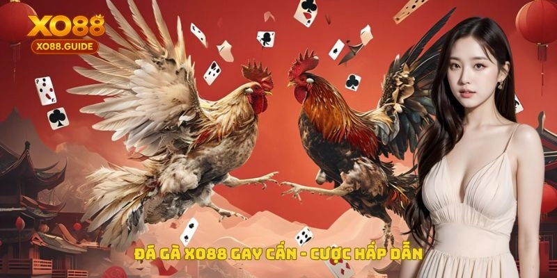 Đá gà XO88 gay cấn cược hấp dẫn