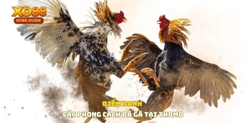 Điểm danh các phong cách tại đá gà thomo