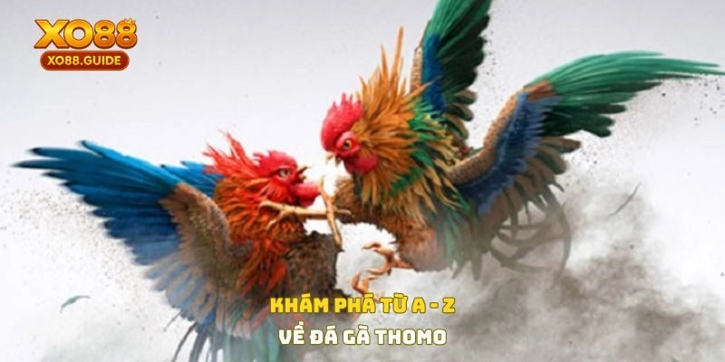 Khám phá từ A-Z về đá gà thomo