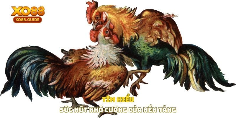 Tìm hiểu sức hút khó cưỡng của nền tảng 