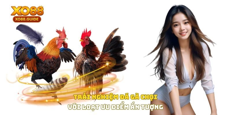Trải nghiệm đá gà chọi với loạt ưu điểm ấn tượng
